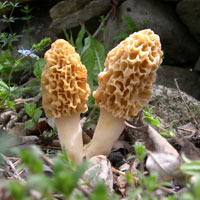 Morel mushroom hunt